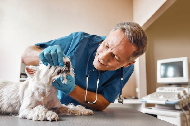 Best Emergency Dentist for Knocked-Out Tooth in Rural Retreat, VA